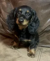 Reed, a male Miniature Dachshund for sale in Blevins, AR – Photo 3 of 3
