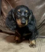 Reed, a male Miniature Dachshund for sale in Blevins, AR – Photo 2 of 3
