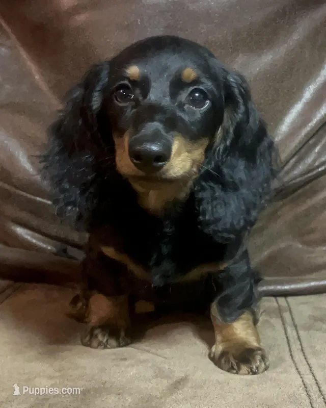 Reed – Miniature Dachshund puppy for sale in Blevins, AR
