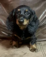 Reed, a male Miniature Dachshund for sale in Blevins, AR – Photo 1 of 3