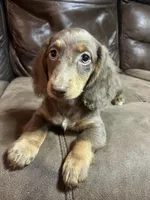 Branch, a male Miniature Dachshund for sale in Blevins, AR – Photo 4 of 4