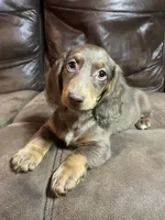 Branch, a male Miniature Dachshund for sale in Blevins, AR – Photo 1 of 4