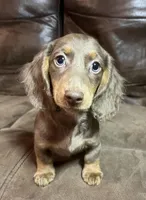 Branch, a male Miniature Dachshund for sale in Blevins, AR – Photo 2 of 4