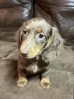 Branch, a male Miniature Dachshund for sale in Blevins, AR – Photo 3 of 4