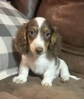 Aspen, a male Miniature Dachshund for sale in Blevins, AR – Photo 2 of 4