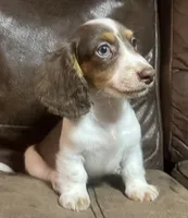 Aspen, a male Miniature Dachshund for sale in Blevins, AR – Photo 4 of 4