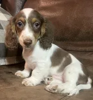 Aspen, a male Miniature Dachshund for sale in Blevins, AR – Photo 1 of 4