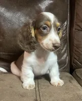 Aspen, a male Miniature Dachshund for sale in Blevins, AR – Photo 3 of 4