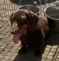 Tom, a male Dachshund for sale in Blevins, AR – Photo 2 of 4