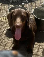 Tom, a male Dachshund for sale in Blevins, AR – Photo 3 of 4