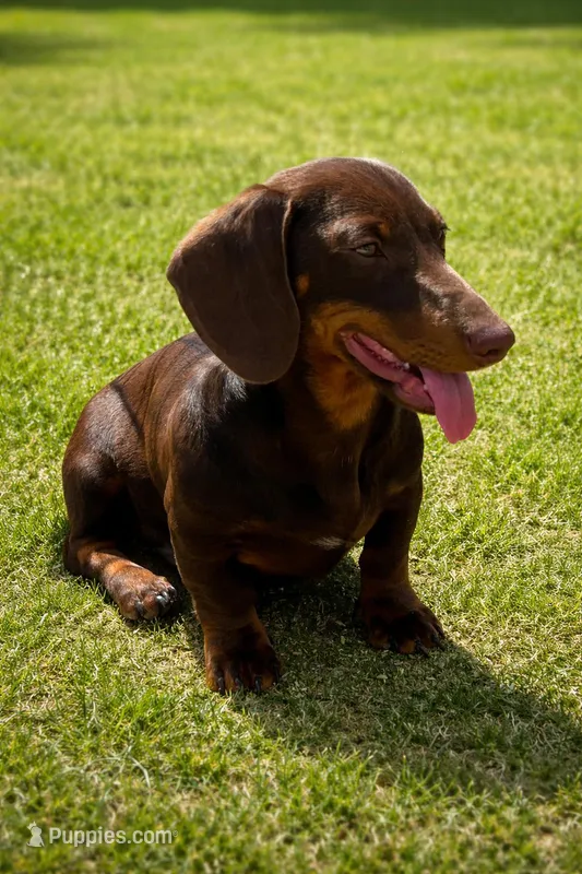 Tom – Dachshund puppy for sale in Blevins, AR