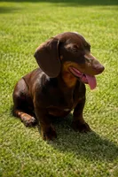 Tom, a male Dachshund for sale in Blevins, AR – Photo 1 of 4
