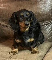 Lilly, a female Miniature Dachshund for sale in Blevins, AR – Photo 2 of 3