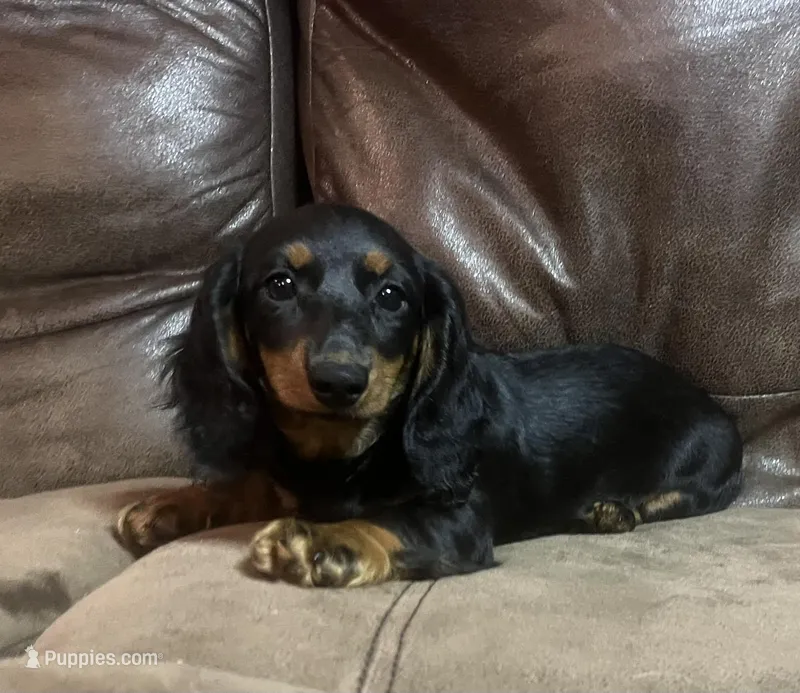 Lilly – Miniature Dachshund puppy for sale in Blevins, AR