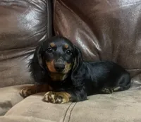 Lilly, a female Miniature Dachshund for sale in Blevins, AR – Photo 1 of 3