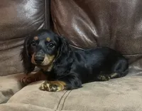 Lilly, a female Miniature Dachshund for sale in Blevins, AR – Photo 3 of 3