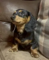 Sorrel, a male Miniature Dachshund for sale in Blevins, AR – Photo 2 of 6