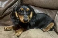 Sorrel, a male Miniature Dachshund for sale in Blevins, AR – Photo 3 of 6