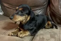 Sorrel, a male Miniature Dachshund for sale in Blevins, AR – Photo 4 of 6