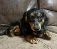 Sorrel, a male Miniature Dachshund for sale in Blevins, AR – Photo 6 of 6