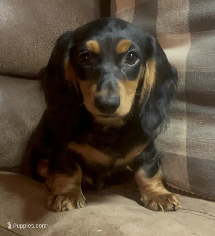 Sorrel – Miniature Dachshund puppy for sale in Blevins, AR