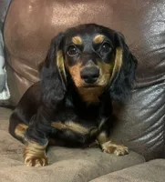 Sorrel, a male Miniature Dachshund for sale in Blevins, AR – Photo 5 of 6