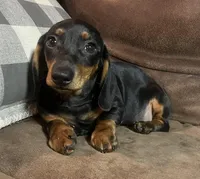 Rose, a female Miniature Dachshund for sale in Blevins, AR – Photo 3 of 4