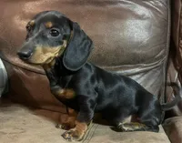Rose, a female Miniature Dachshund for sale in Blevins, AR – Photo 4 of 4