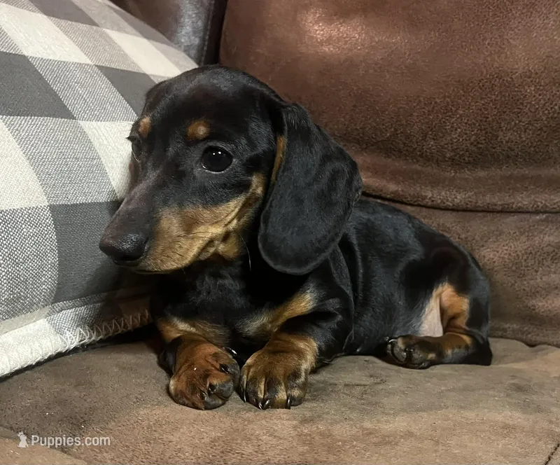 Rose – Miniature Dachshund puppy for sale in Blevins, AR