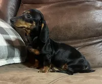 Rose, a female Miniature Dachshund for sale in Blevins, AR – Photo 2 of 4