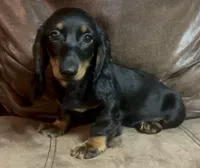 Sage, a male Miniature Dachshund for sale in Blevins, AR – Photo 1 of 5