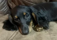 Sage, a male Miniature Dachshund for sale in Blevins, AR – Photo 2 of 5