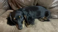 Sage, a male Miniature Dachshund for sale in Blevins, AR – Photo 5 of 5