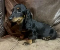 Sage, a male Miniature Dachshund for sale in Blevins, AR – Photo 3 of 5