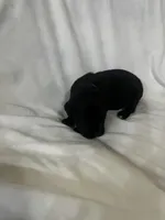 Green Girl, a male Cane Corso for sale in Fort Worth, TX – Photo 8 of 8