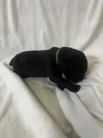 Green Girl, a male Cane Corso for sale in Fort Worth, TX – Photo 5 of 8