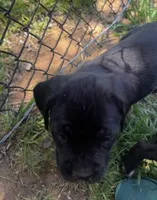 Green Girl, a female Cane Corso for sale in Fort Worth, TX – Photo 6 of 8