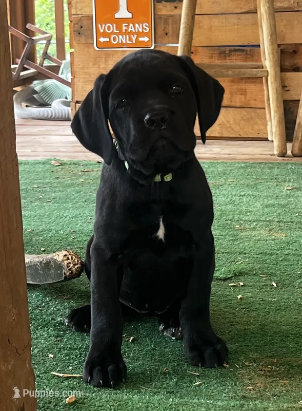 Green Girl – Cane Corso puppy for sale in Fort Worth, TX