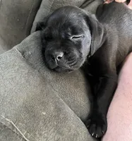 Green Girl, a female Cane Corso for sale in Fort Worth, TX – Photo 5 of 8