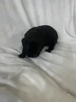 Green Girl, a male Cane Corso for sale in Fort Worth, TX – Photo 3 of 8