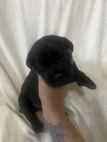 Green Girl, a male Cane Corso for sale in Fort Worth, TX – Photo 1 of 8