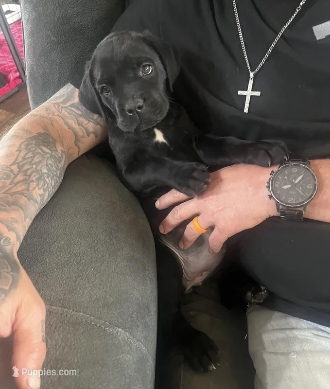 Green Girl – Cane Corso puppy for sale in Fort Worth, TX