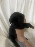 Green Girl, a male Cane Corso for sale in Fort Worth, TX – Photo 2 of 8