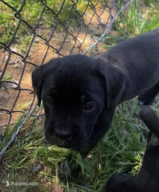 Green Girl – Cane Corso puppy for sale in Fort Worth, TX