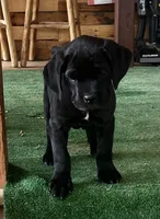 Green Girl, a female Cane Corso for sale in Fort Worth, TX – Photo 4 of 8