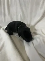 Green Girl, a male Cane Corso for sale in Fort Worth, TX – Photo 6 of 8