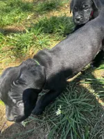 Green Girl, a female Cane Corso for sale in Fort Worth, TX – Photo 8 of 8