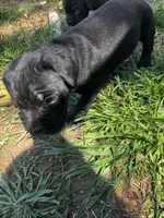 Green Girl, a female Cane Corso for sale in Fort Worth, TX – Photo 7 of 8