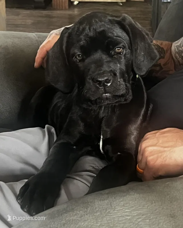 Green Girl – Cane Corso puppy for sale in Fort Worth, TX