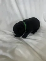 Green Girl, a male Cane Corso for sale in Fort Worth, TX – Photo 4 of 8